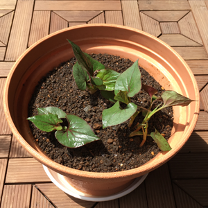 ドクダミを植えた植木鉢