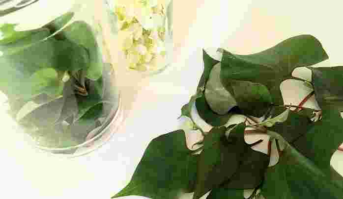 花も葉も薬や美容に活用できる優れたドクダミチンキ