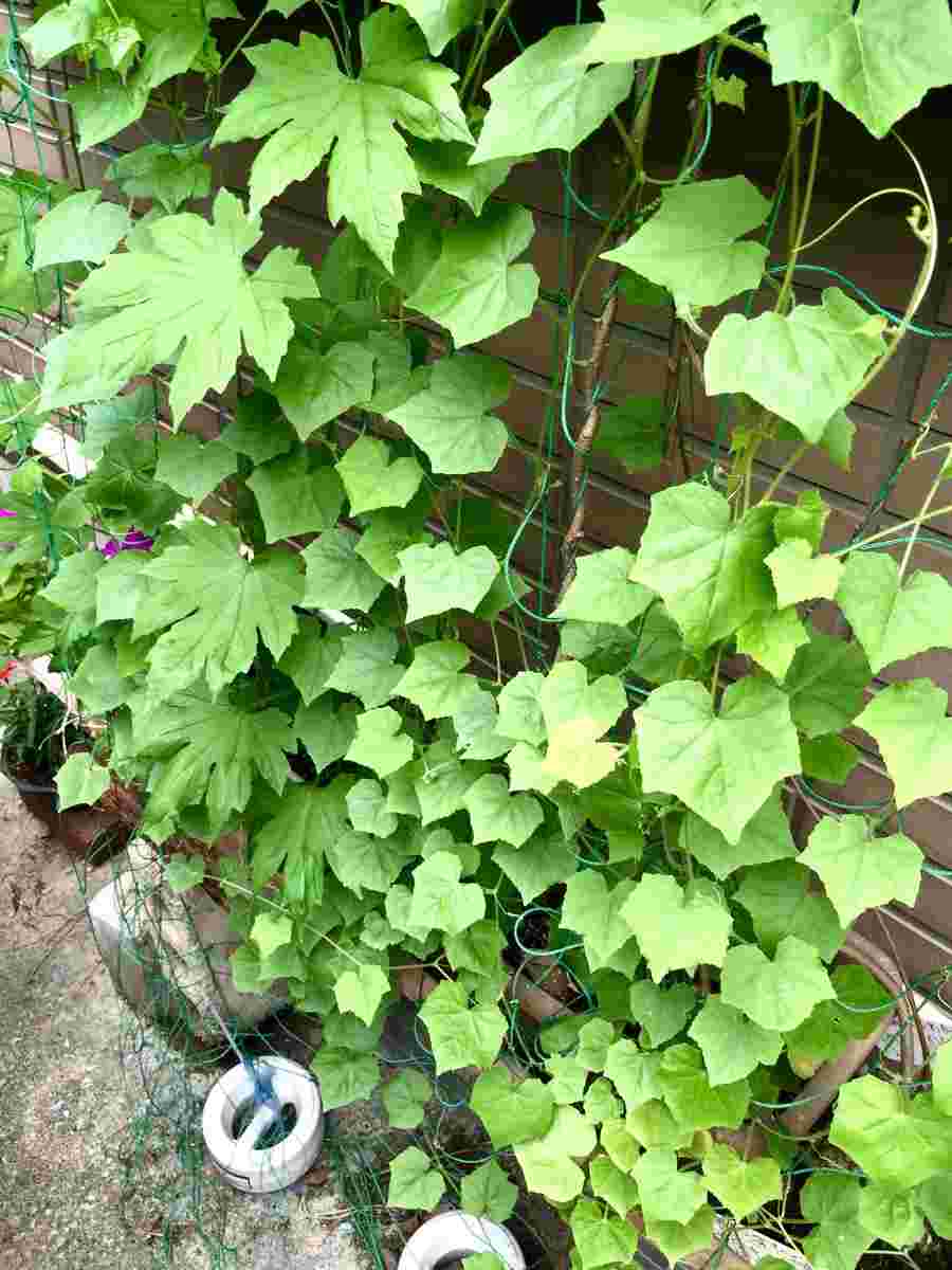 きゅうりメロンのプランター植え