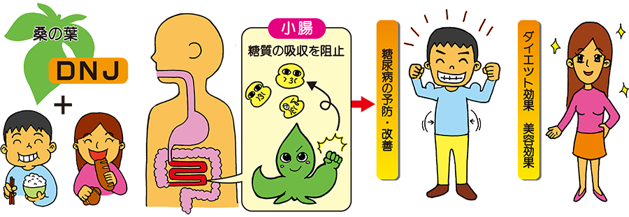 DNJの働きの仕組み図