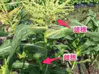 グラスジェムコーンの雄花の穂と雌花の穂