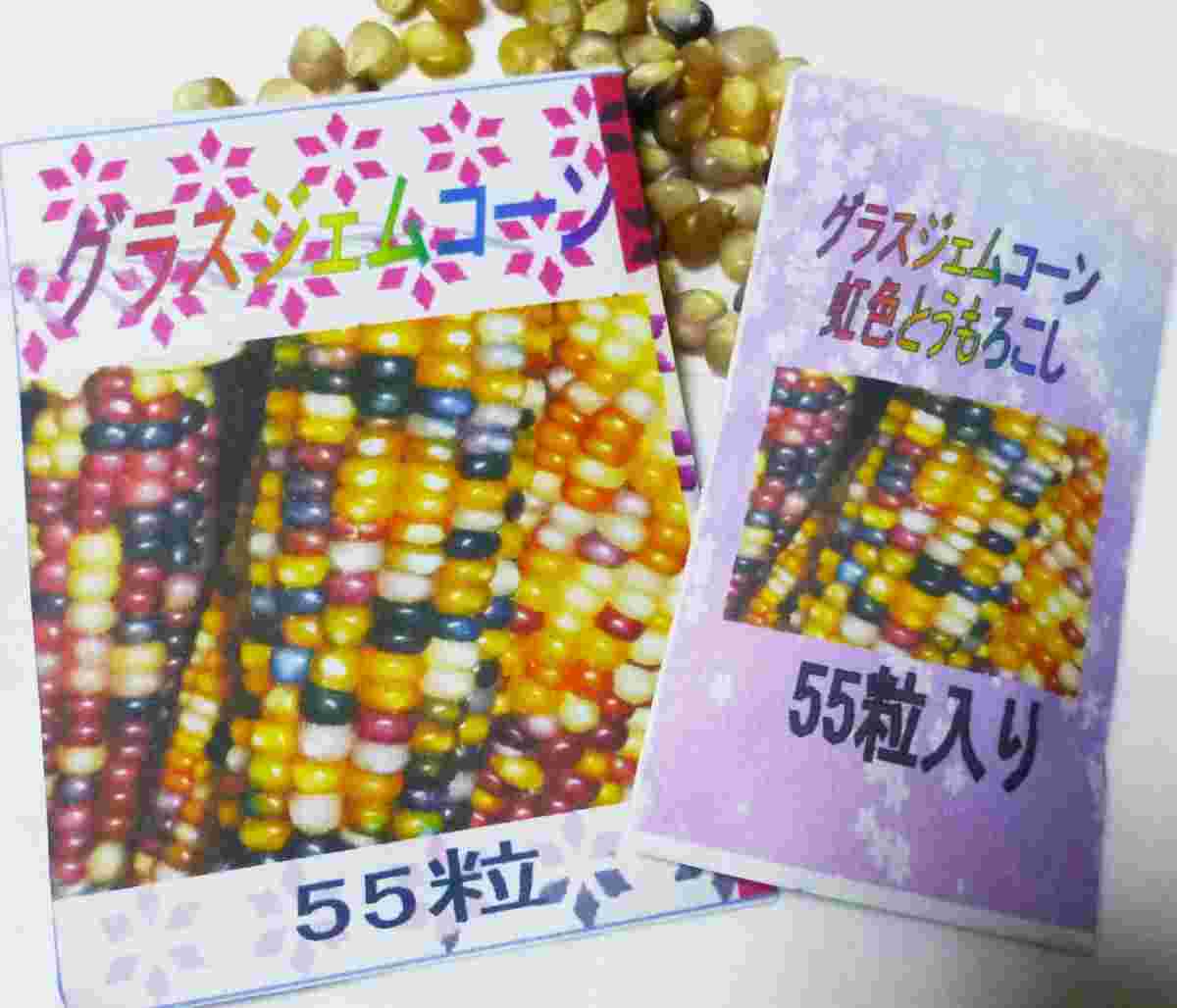 グラスジェムコーンの種(ネット販売品)