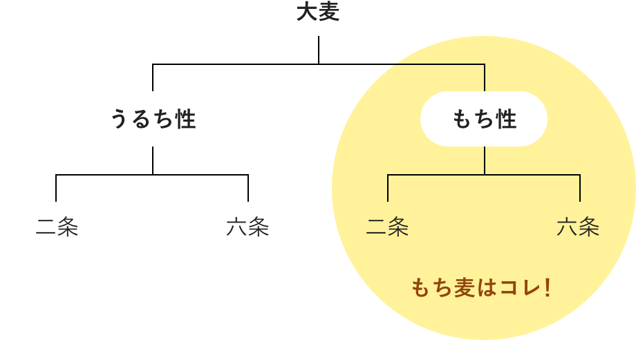 大麦の品種