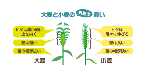 大麦と小麦の違い