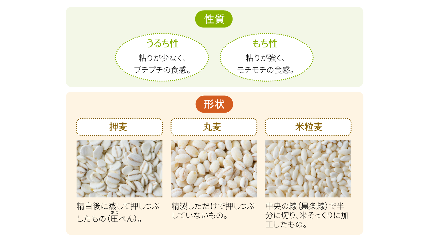 麦の性質・形状の比較