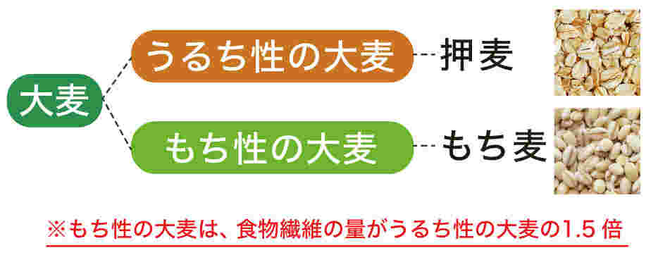 大麦の分類