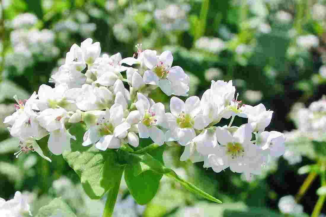白い蕎麦の花