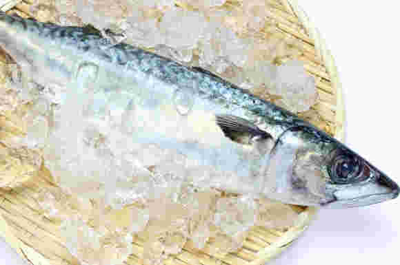 ざるにのせられ氷で保冷された新鮮な鯖1尾