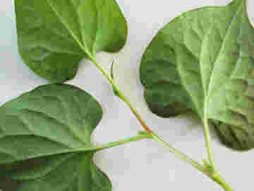 どくだみの葉と茎
