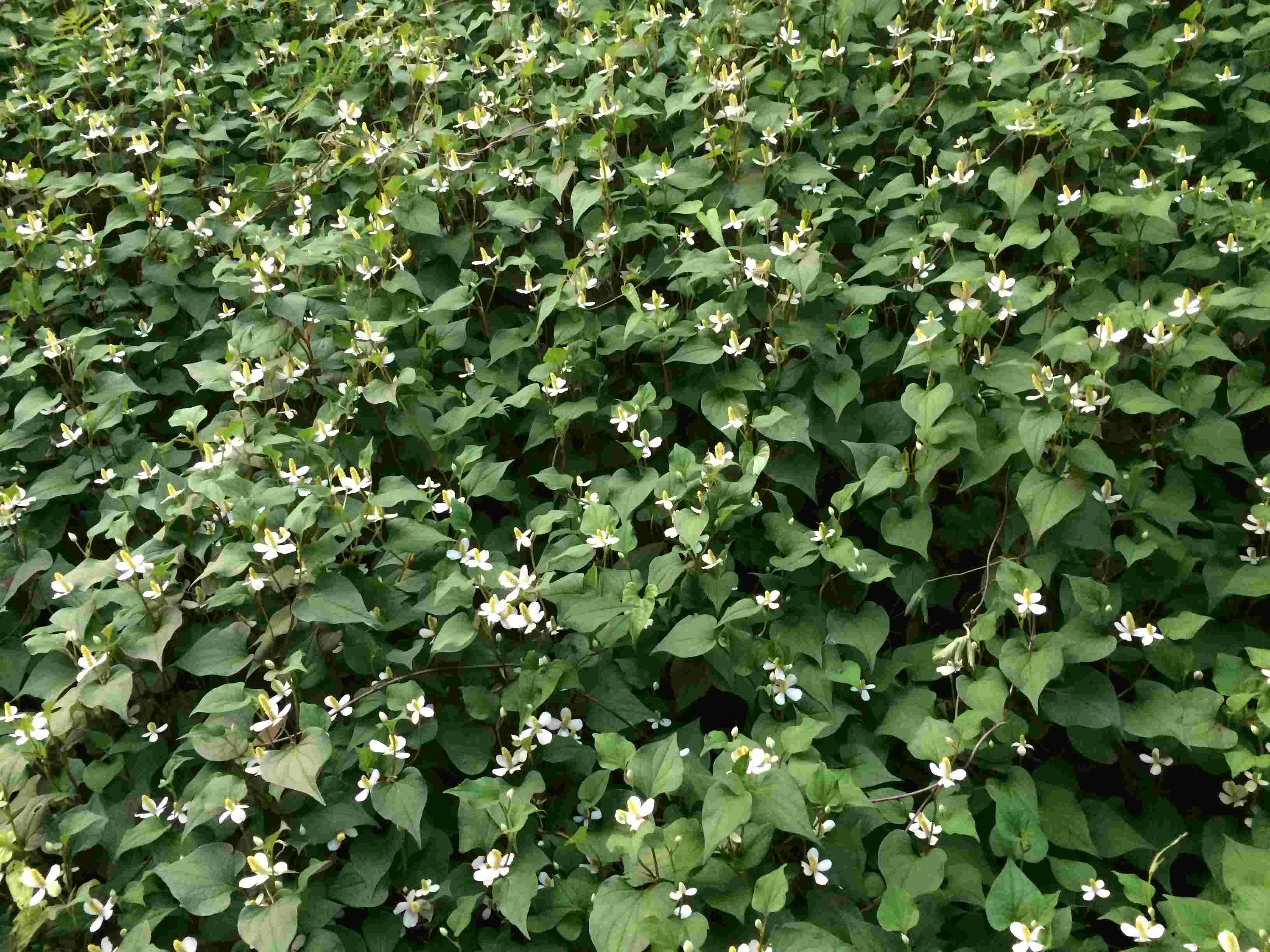 地面一杯のどくだみ