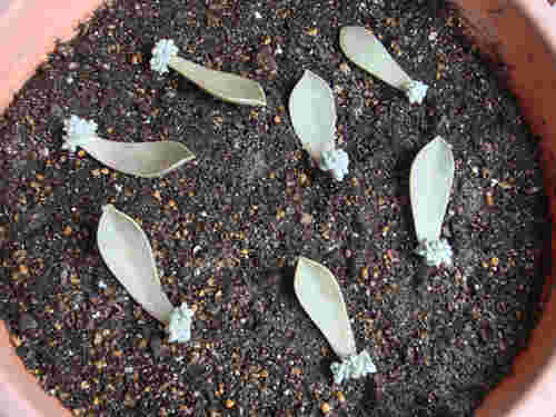 植木鉢に植えられたグラパラリーフの苗