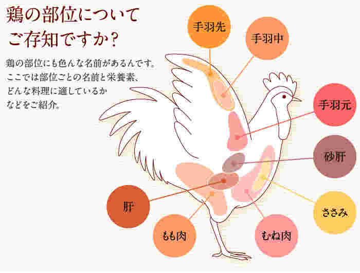 鶏肉の部位図