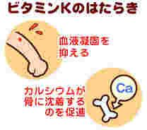 ビタミンKの働きを示す図