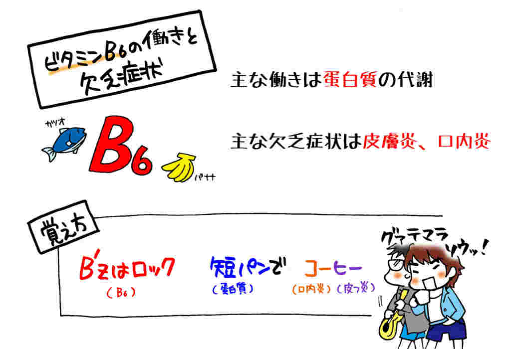 ビタミンB6の働きを示す図