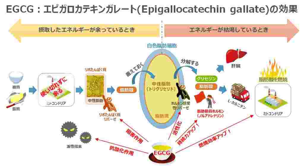 エピガロカテキンガレートの効果の図解