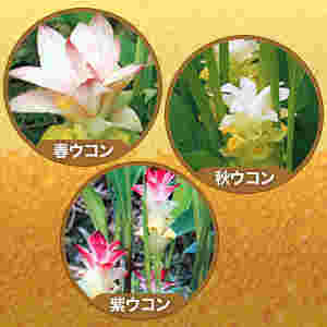 3種類あるウコンの花の画像