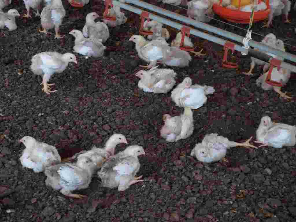 飼育されている沢山のひな鳥