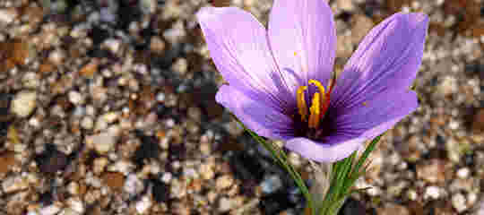 サフランの花の画像
