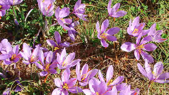サフランの花畑の画像