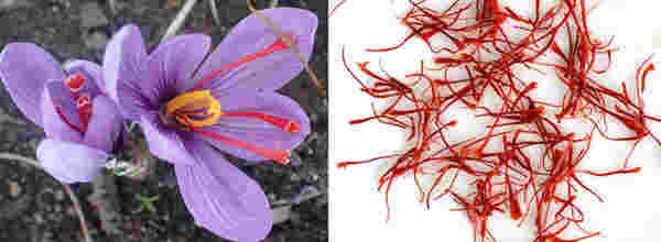 サフランの花とサフランの画像