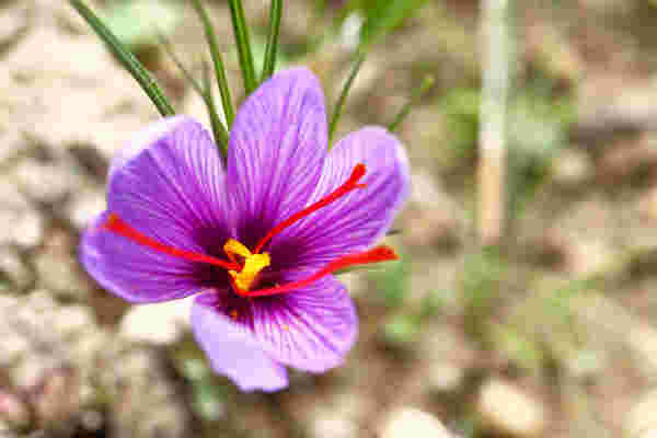 サフランの花の画像