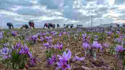 サフランの花の農場の画像