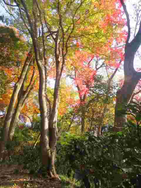 徳川綱吉の幼児の居邸であった白山御殿の庭園紅葉したメグスリノキ