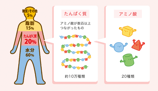 アミノ酸とたんぱく質の構成