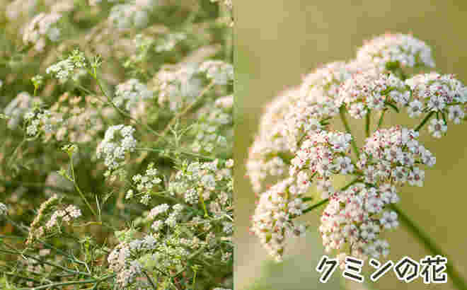 クミンの花