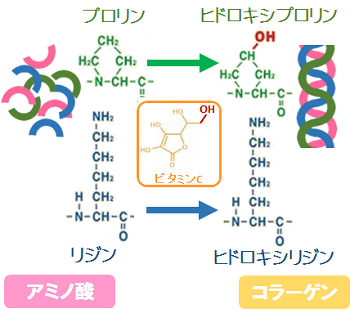 コラーゲンの生成過程