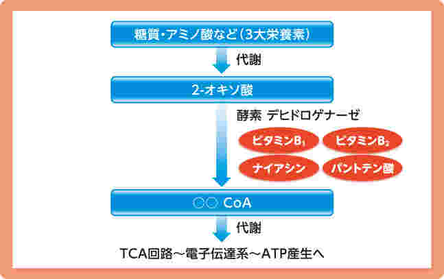 三大栄養素の代謝の仕組み