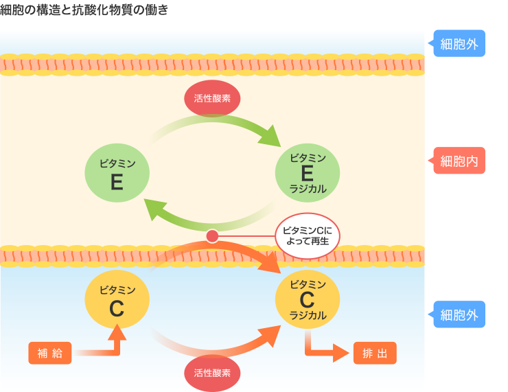ビタミンCとビタミンEによる抗酸化作用の仕組み