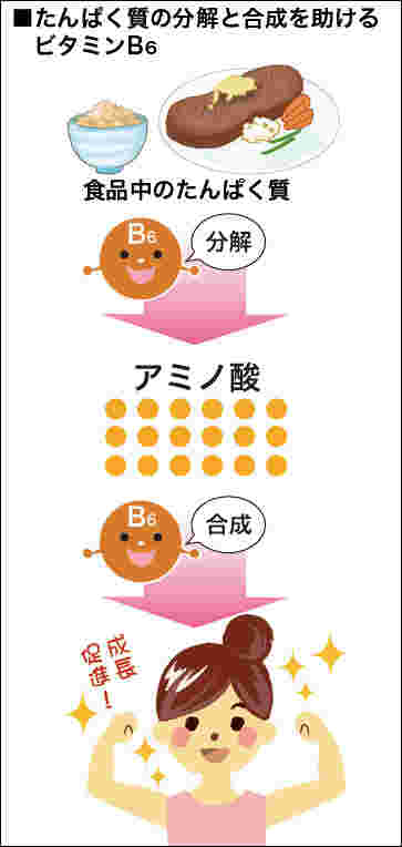 ビタミンB6の働き