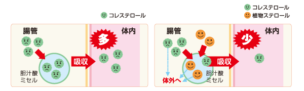植物ステロールの腸内での働き