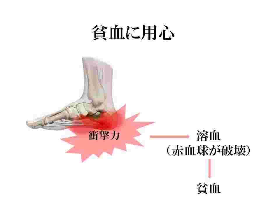 運動性貧血の仕組み