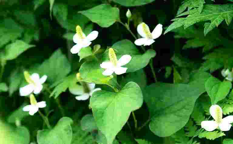 自生しているどくだみの花が咲いている様子