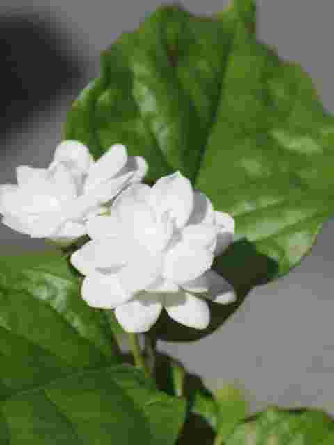 ジャスミンの花
