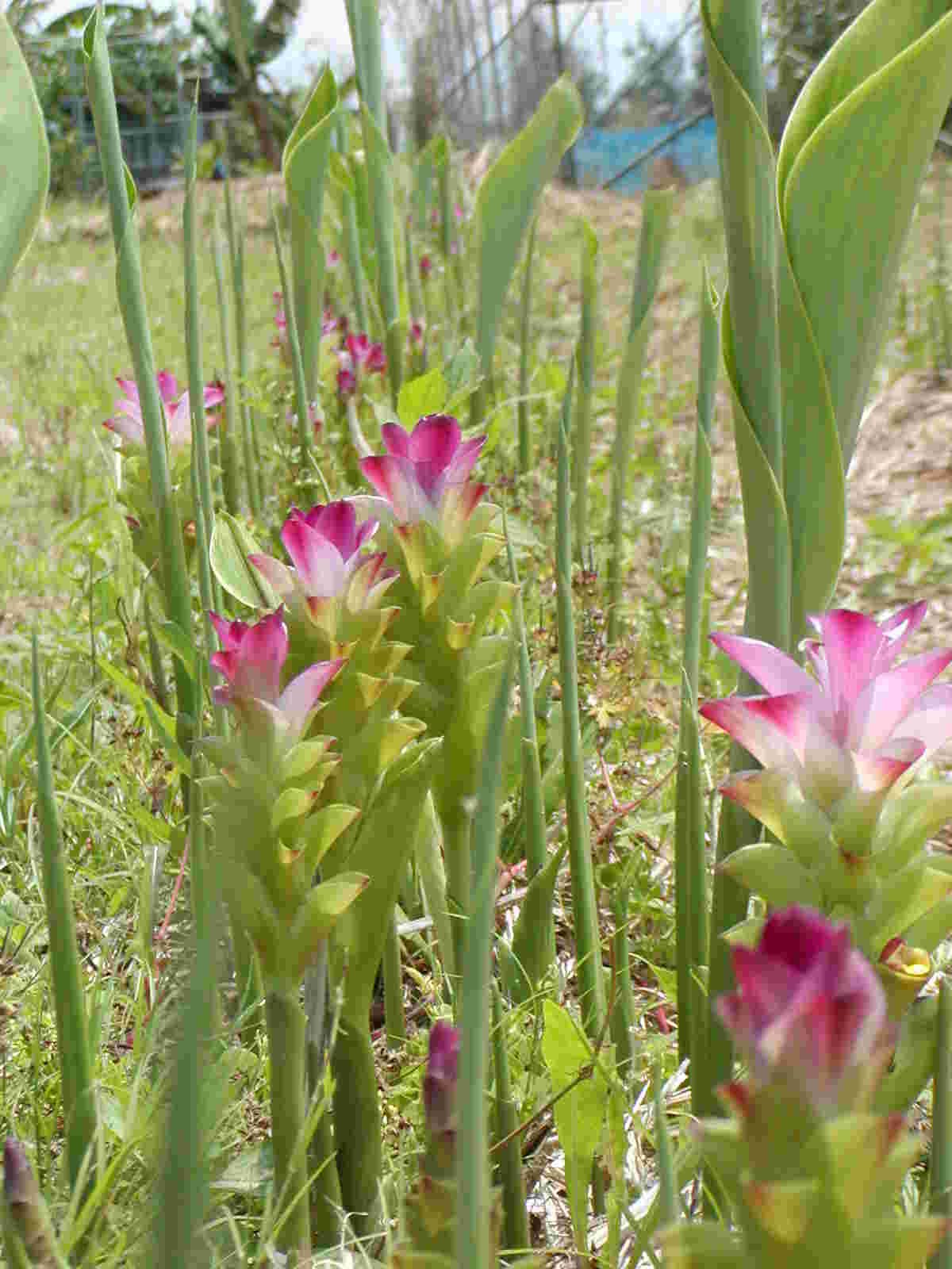 紫ウコンの花