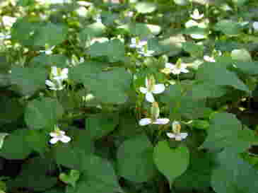 自生しているどくだみの花が咲いている様子