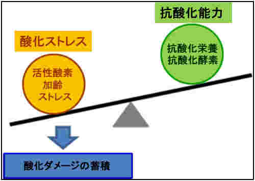 抗酸化作用の図式