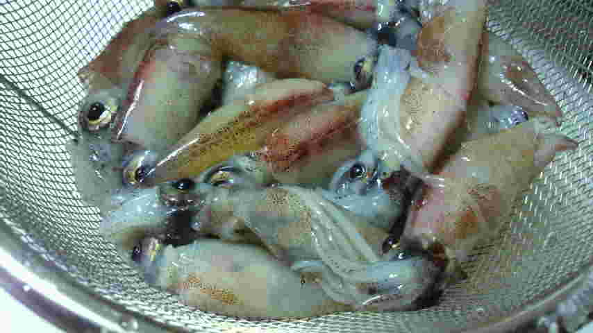 湯がいたホタルイカ