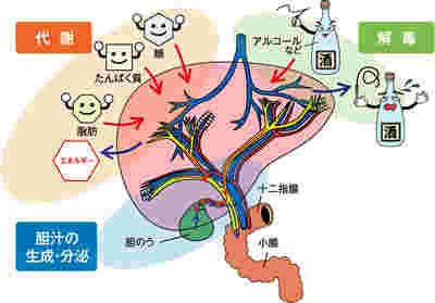 肝臓の主な働き