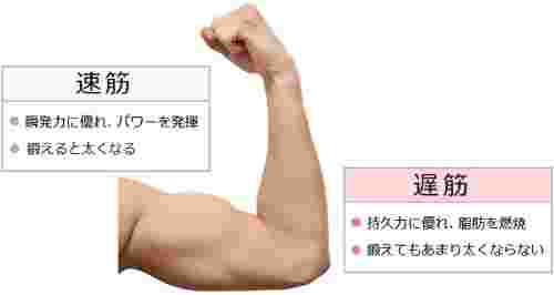 筋肉