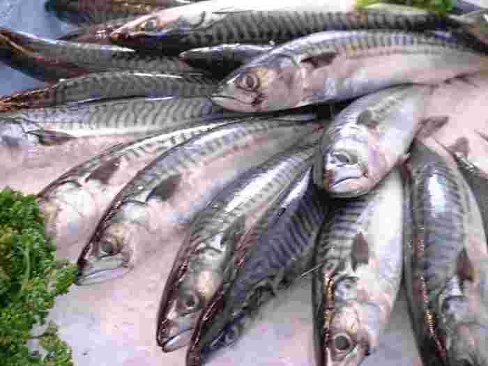 青魚の種類