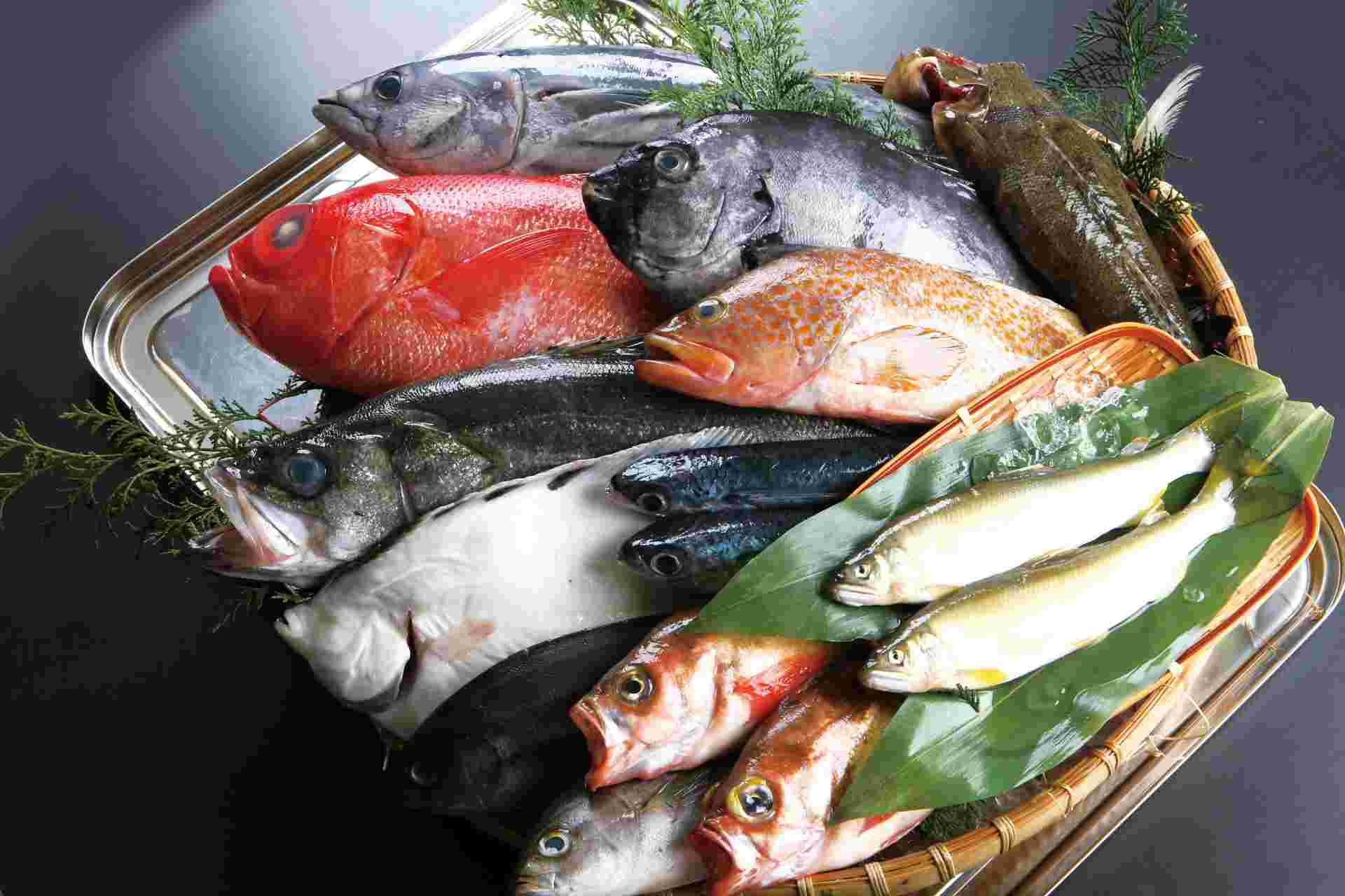 赤身魚と白身魚の種類