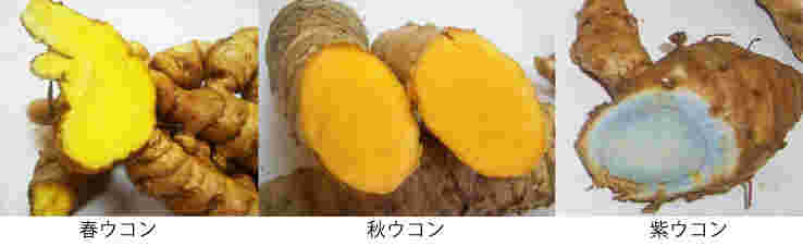 春ウコン・秋ウコン・紫ウコンの断面