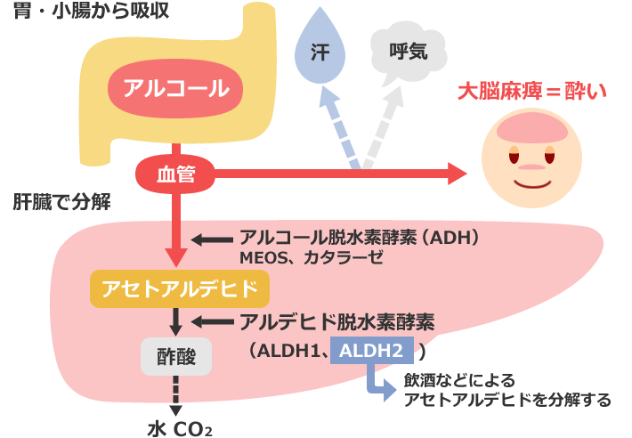 アセトアルデヒドの排出の流れ