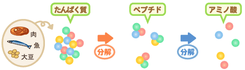 ペプチドのイメージ