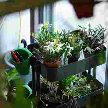観葉植物を置いたIKEAのキッチンワゴン