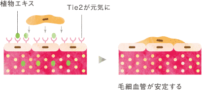 Tie2活性化の効果